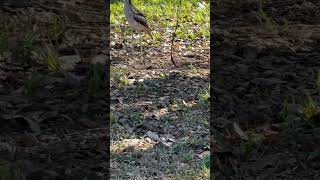 Curlews at the Park birds [upl. by Eihtak467]