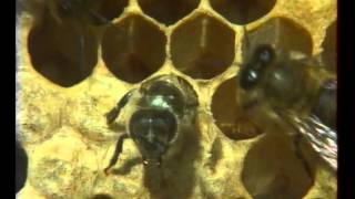 Les Abeilles 2  Documentaire Animalier [upl. by Arramas]