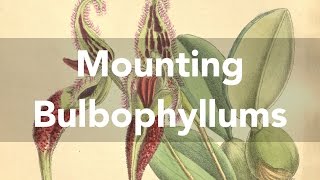 Mounting a bulbophyllum orchid bulbophyllum fascinator [upl. by Hallette758]