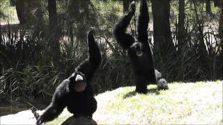 Siamang Gibbons at Dubbo Zoo [upl. by Adnahsar]