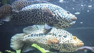 XXL Jaguar Cichlids in Love ❤️  Meeting for the first time  Parachromis Managuensis [upl. by Otrebmal]