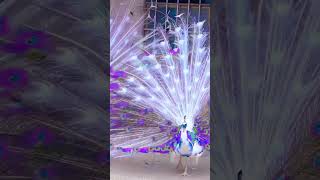 peacock dance flute music musicbirds peacock dance [upl. by Llig522]