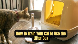 How to Train Your Cat to Use the Litter Box Complete Guide for New Cat Ownersquot [upl. by Steffie553]