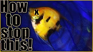 How to stop this from happening to your fish [upl. by Aleris]