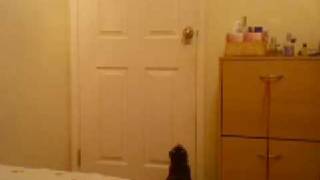 Cat learning how to use a doorknob [upl. by Hogle]