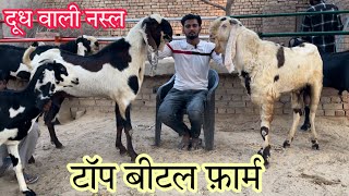 Pure beetal goat farm in Punjab goatfarm [upl. by Sy]