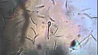 Cryopreservation of spermatozoa in race pigeonsBernar Francois Belgium [upl. by Hynes]