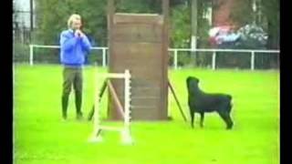 Rottweiler Agility Working Trials  JACRAILA BLITZKRIEG [upl. by Finley]