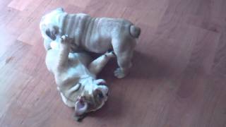 English bulldog puppies playing So cute [upl. by Eromle]