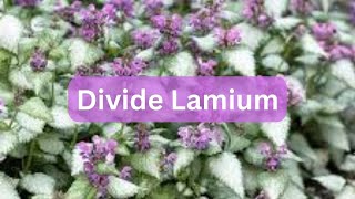 How To Divide Deadnettle Lamium  Groundcover For Shade [upl. by Huan724]