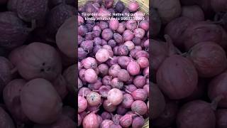 பழமே இவ்ளோ அழகுனா அப்போ பூ naturesbucketkalaimagal honey fig farming naturesbucketkalaimagal [upl. by Varden437]