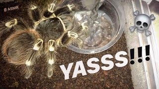 WATERING my TARANTULAS quotPart 7quot [upl. by Odrareg]