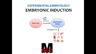 EMBRYONIC INDUCTION [upl. by Kiraa387]