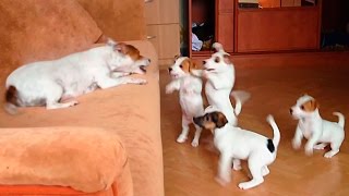 Funny Jack Russell Terrier with her puppies [upl. by Noraf]