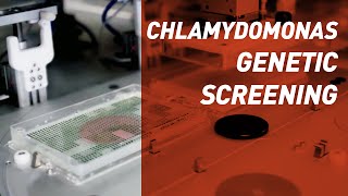 Chlamydomonas Genetic Screening  Singer Instruments [upl. by Cindi]