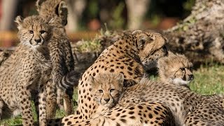 4 PurrFect Cheetah Cubs Move Into Habitat at the Safari Park [upl. by Mika]