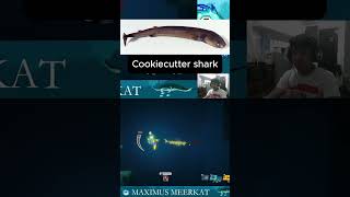 Catching a cookiecutter shark davethediver cookiecuttershark harpoonfishing gaming shorts [upl. by Eraste201]