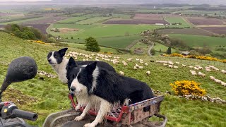 Two unbelievable sheepdogs working sheep in Scotland [upl. by Ahsaercal208]