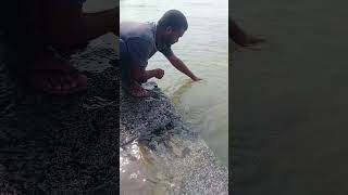 Black Rahu Fish Hunting 🐬rivercarp fishing [upl. by Beard166]