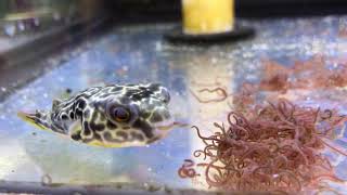 Juvenile Mbu Puffers Eating [upl. by Seko]