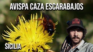 Avispa caza escarabajos 4K Dasyscolia ciliata [upl. by Naor]