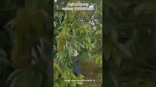 Dijual Kebun Durian Kecamatan Jasinga Bogor [upl. by Ecitsuj]