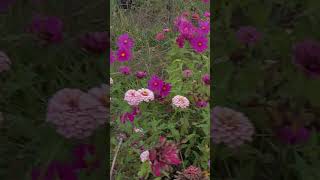 How To Save Zinnia Seeds For Next Years Garden shorts [upl. by Clorinda]