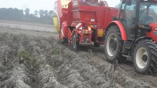 Kopanie ziemniaka Grimme SE 140 [upl. by Tisbe659]