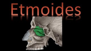 🦴 Hueso Etmoides Neurocráneo  Cráneo y cara  Anatomía [upl. by Adis]