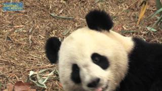 Tout sur Huan Huan et Yuan Zi [upl. by Adnilemre]