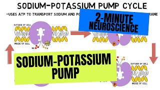 2Minute Neuroscience SodiumPotassium Pump [upl. by Anirhtak]