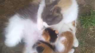 Maman chat et ses petits minions chatons de 15 jours [upl. by Jaime]