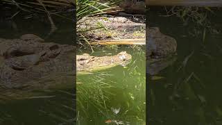 Saltwater Crocodile quotSultanquot Hartleys Crocodile Adventures Wangetti QLD [upl. by Elbon846]