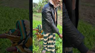 ক্ষেত থেকে সরাসরি পালং শাক ক্রয় করতেছি vegetables farmer agriculture spinach agriculturelife [upl. by Irret225]