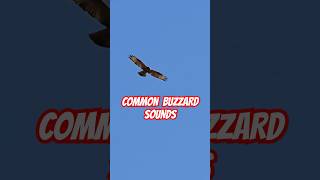 Common Buzzard sounds [upl. by Gensmer]