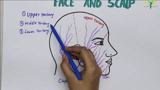 Lymphatic Drainage Of Face and Neck  Lymphatic Territories [upl. by Shaine]