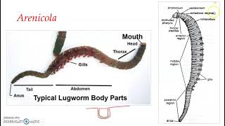 Class Polychaeta  Arenicola [upl. by Sidell]