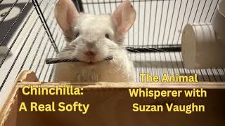 Chinchilla A Real Softy [upl. by Canada]