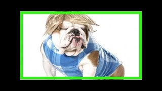 Canine alopecia symptoms causes and treatment [upl. by Doner]