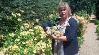 How to grow and harvest Alstroemeria [upl. by Ranson]