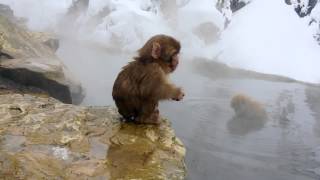 Snowmonkeys Jigokudani Monkey Park Yudanaka Nagano Japan [upl. by Yeldah144]