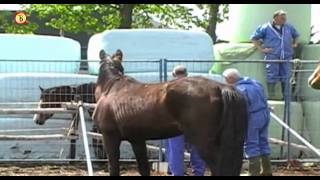 Fokkerij wil in beslag genomen paarden terug [upl. by Erual]