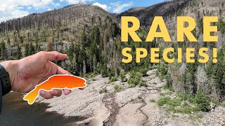 I Caught an UNEXPECTED Species in This Micro Creek Tenkara Fly Fishing [upl. by Edgerton]