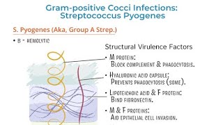 Virulence Factors of Streptococcus  Structural properties and characteristics of Streptococcus [upl. by Hawken]