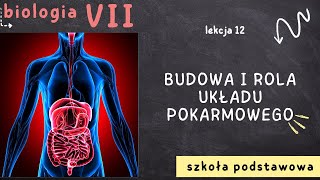 Biologia 7 Lekcja 12  Budowa i rola układu pokarmowego [upl. by Durnan]