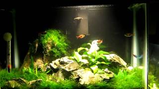 5 Gallon FreshwaterPlanted Tank [upl. by Alidus]