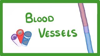 GCSE Biology  Blood Vessels 24 [upl. by Devland]