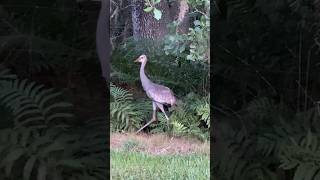 Sandhill Crane Colt gets Rescued woods wildlife calls help [upl. by Pillihpnhoj]