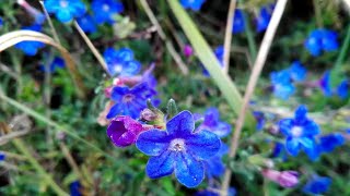 Glandora prostrata Scrambling Gromwell [upl. by Nifares15]