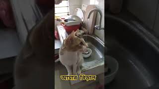 আমার বিড়াল funnyvideo cat hopcat catfunny catlover hihop catvideos funny funnycatvideos [upl. by Jaf]